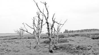 Dry Trees