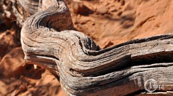 USA / Escalante / Art Dry wood in desert wallpaper