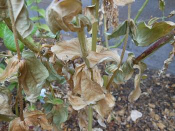 Trees That Please Nursery: Trees That Please Nursery: 30 Days of ...