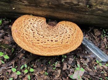 Dryad's Saddle | New Mexico Mycological Society