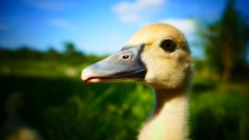 10 Effective Ways To Sex Your Muscovy Duck (With Pictures)