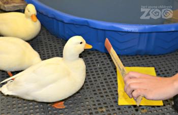 Fort Wayne Children's Zoo | How To Train A Call Duck – And Why We Do It