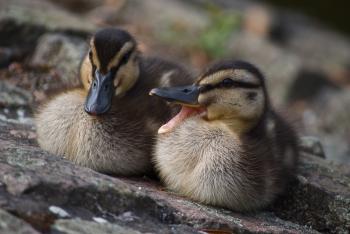Unraveling the Mysteries of Duck Mating | Yale Scientific Magazine