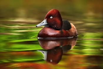When growing their penises for the season, ducks bend to social ...