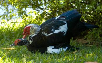 The Bizarre and Fascinating Nature of Duck Sex - Modern Farmer
