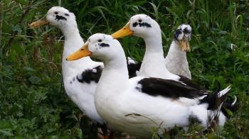 How I Potty Trained My 5 Ducks - ThePrepperProject.com