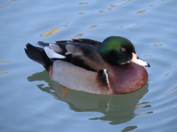 Bird Hybrids: Wood Duck x Mallard