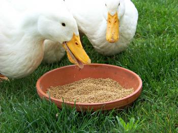 6 Easy Tips for Duck Brooding Success | Community Chickens