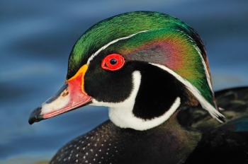 Wood Duck | Audubon Field Guide
