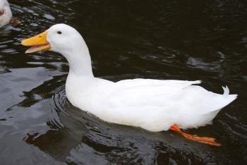 Duck Swimming Free Stock Photo - Public Domain Pictures