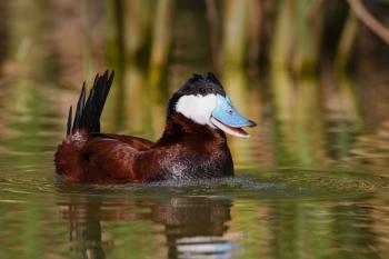 How to Take the Best Duck Photos | Audubon