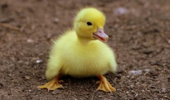 Dream of Duck