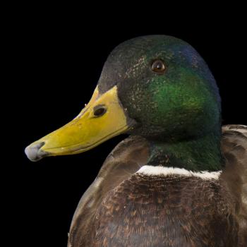 Mallard | National Geographic