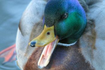 Everything You Ever Wanted to Know About Ducks