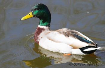 Wild Mullard Duck
