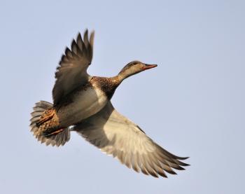 Duck Flying