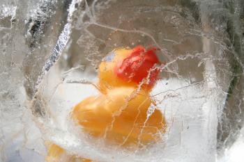 Duck in Ice