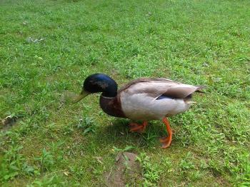 Duck in The Park