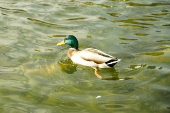 Duck in water - Our Great Photos