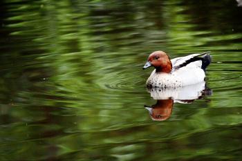 Duck on Pond