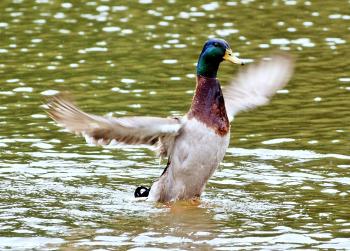 Duck spreading wings
