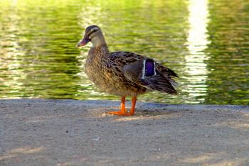 Duck standing near a lake