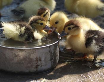 Caring for Abandoned Ducklings — Practical Self Reliance