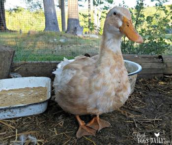 Ducks Molt Too! | Fresh Eggs Daily®