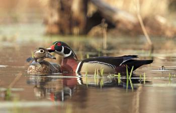 Photographing Wood Ducks in the Wild