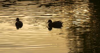Two Wild Ducks Mallards Couple of Birds Silhouettes Are Swimming by ...