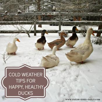 Cold Weather Tips for Winter Duck Care | Fresh Eggs Daily®