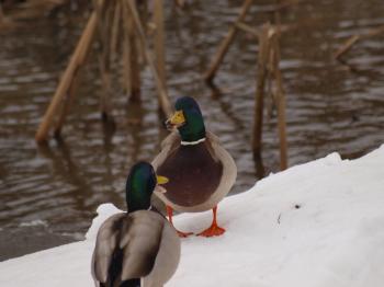 Ducks in Winter