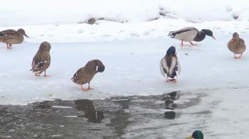 Family of Ducks on a Frozen Pond, Ducklings Swimming on a Lake in ...