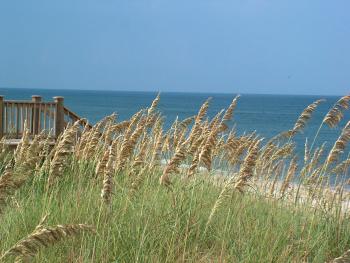 The Hardy Sea Oat Dune Grass - YouTube
