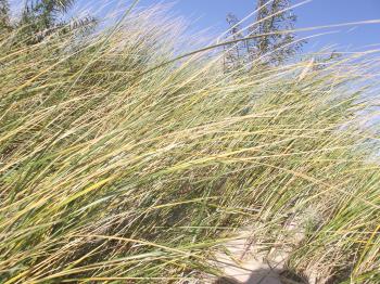 Dune grasses