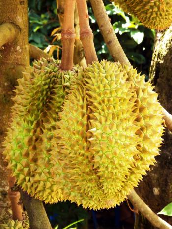 Durian Fruit Tree