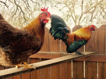 Serama For Sale | Chickens | Breed Information | Omlet