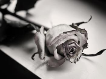 Dying Rose by TheOtherCastle on DeviantArt