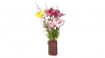 Reverse of Flowers Dying Time-lapse Stock Video Footage - Videoblocks