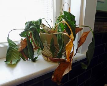 Dying Container Plants ? Why A Plant May Suddenly Die