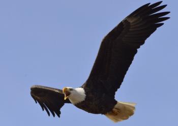 Friends of Mason Neck State Park, Inc. - 2017 EAGLE FESTIVAL