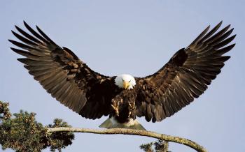 Bald Eagle Landing Branch Desktop Background : Wallpapers13.com