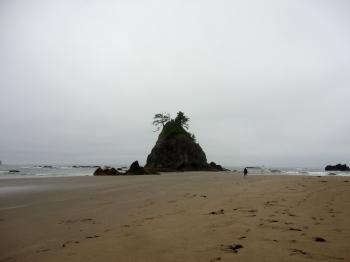 Eagle on tree on rock in sea