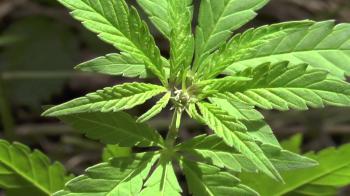 sativa/indica hybride - early flowering - YouTube