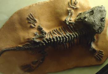 Early Lizard Fossil