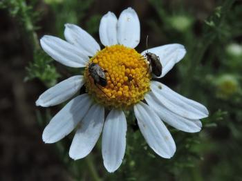 The Amateur Anthecologist: June 2016