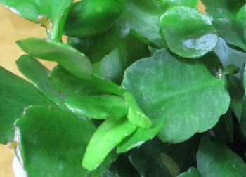 Holiday cacti: Cristmas cactus, Thanksgiving cactus, and Easter cactus