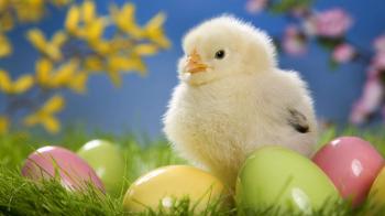 Cute Easter Chick with Eggs HD Wallpaper » FullHDWpp - Full HD ...