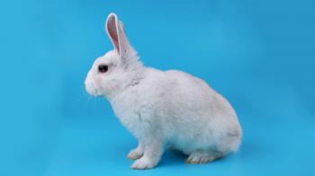 Beautiful white bunny looking around, sniffing and move his ears ...