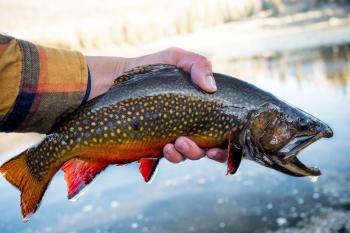Why I Hate Brook Trout